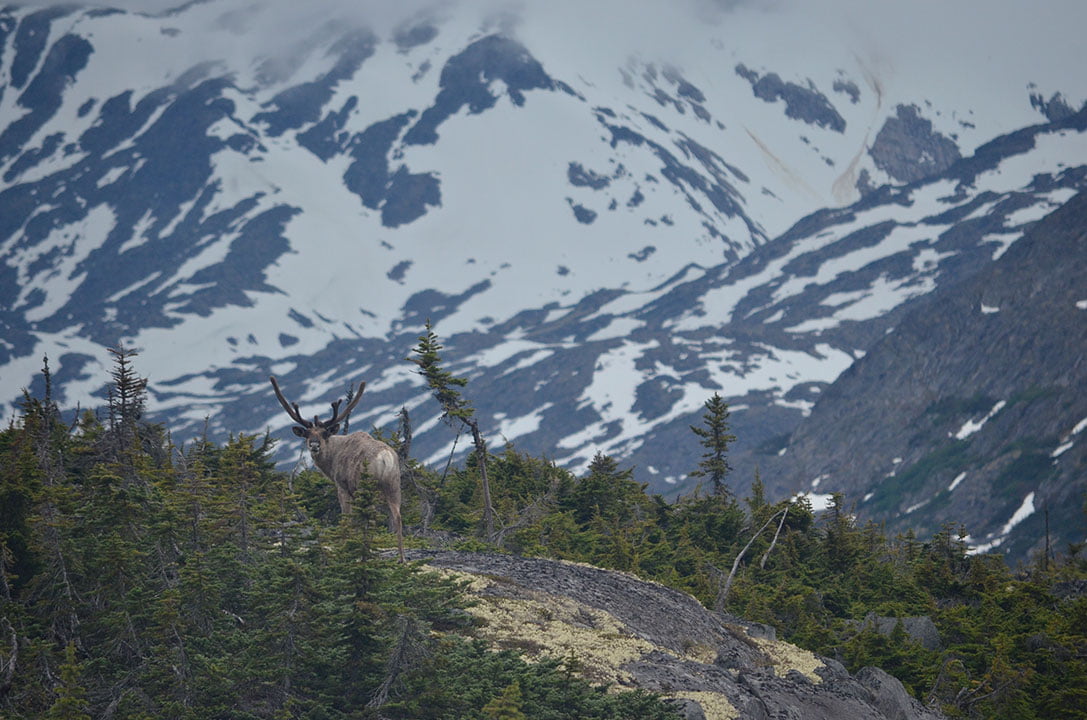 Caribou sighting from train (Skagway, 18 June 2013) - by Craig Ziegler