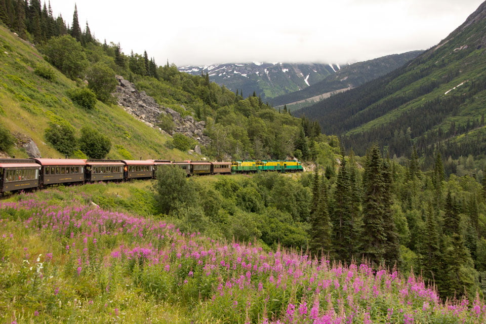 Fireweed along the way - by Robert Guimont