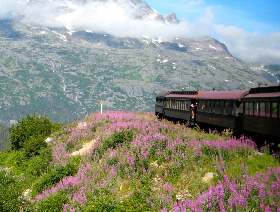 White Pass train surrounded by fireweed - by Alan Chen