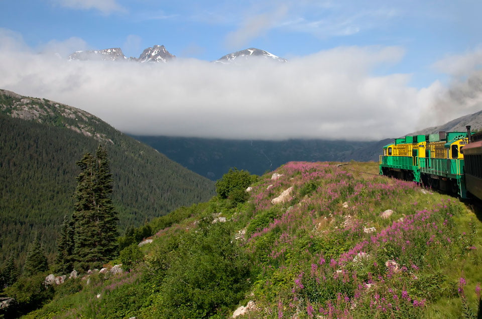 Wild Flowers to the White Pass - by Nick Lust