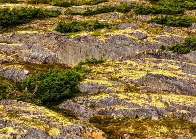 Layers of Lichen